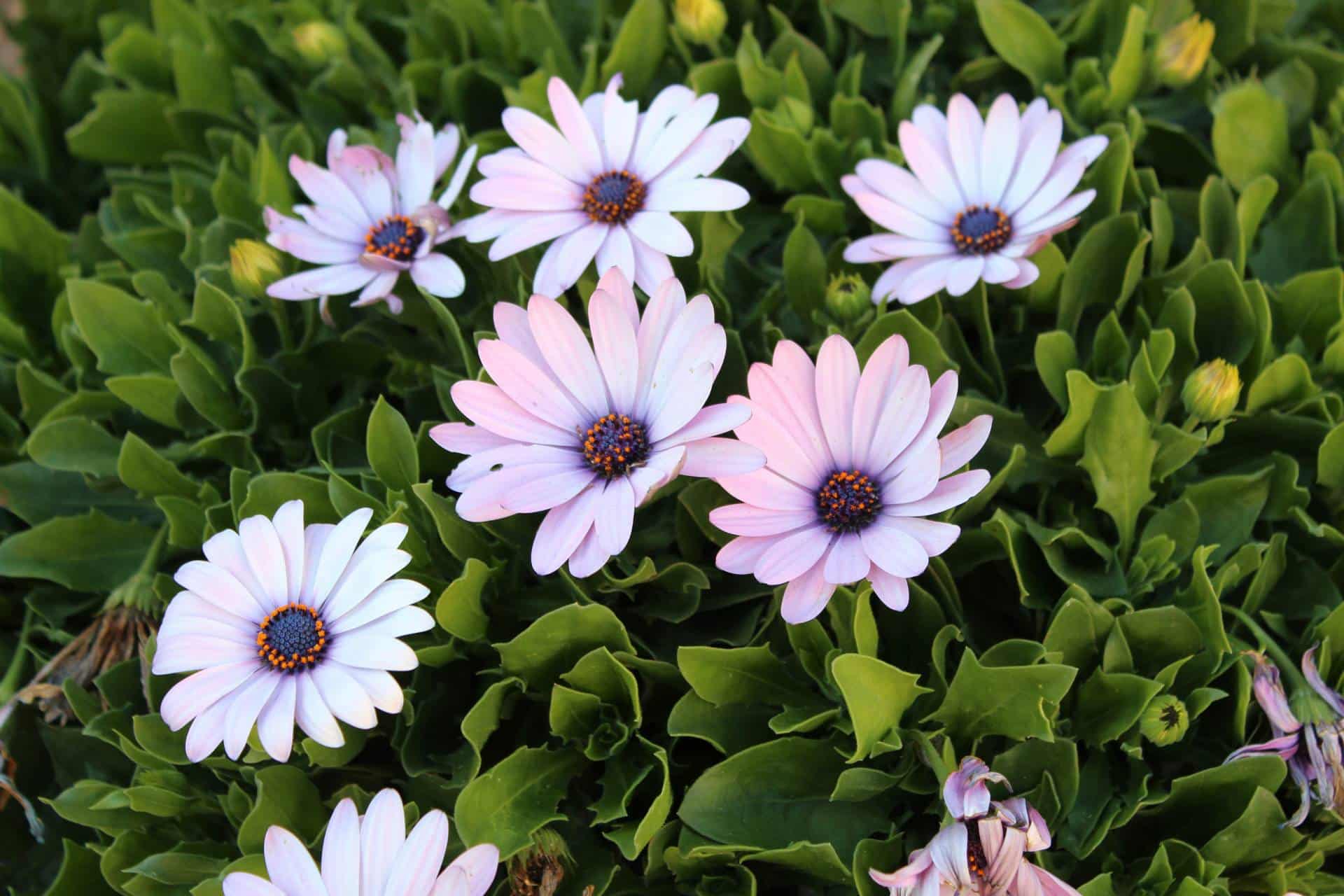 פרחים בגינה